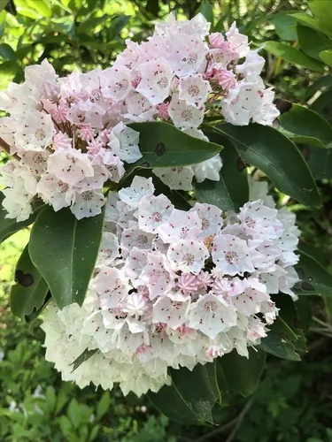 Mountain laurel, photograph