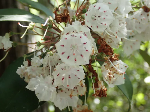 Photo: (c) John P Friel, some rights reserved (CC BY) · cc-by · via iNaturalist mountain laurel (Kalmia latifolia), photograph