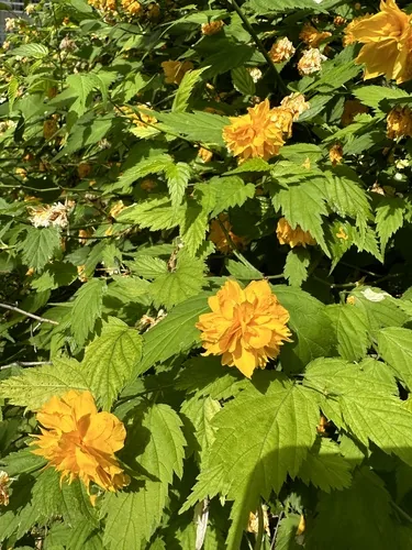 kerria (Kerria japonica), photograph