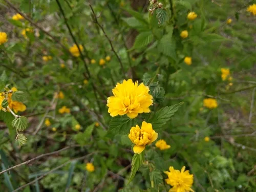 kerria (Kerria japonica), photograph