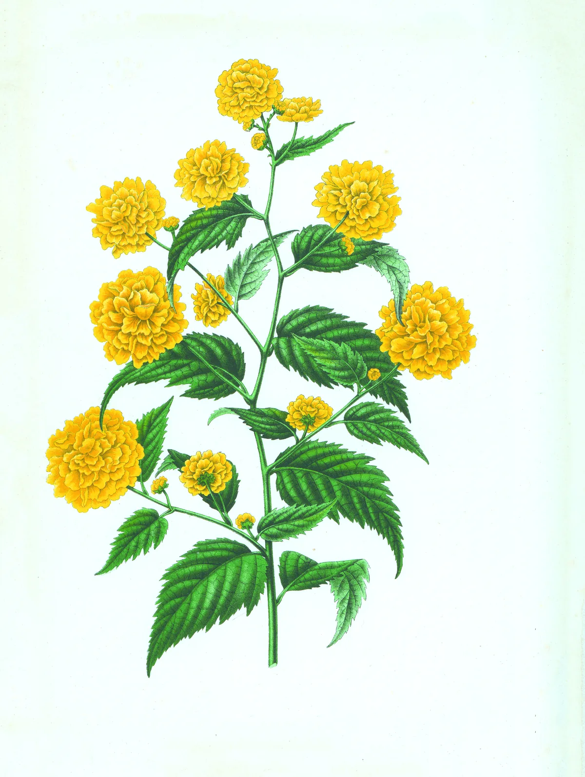 kerria (Kerria japonica), botanical illustration