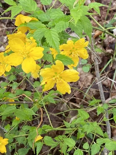 kerria (Kerria japonica), photograph
