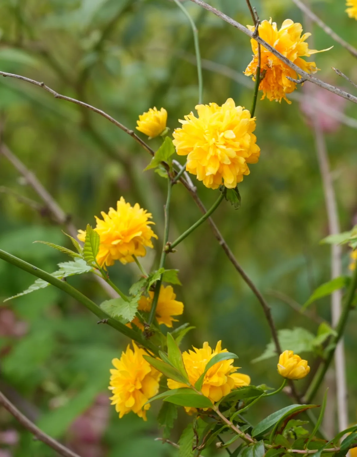 Photo: MadMagpie, via iNaturalist · CC0 · via GBIF kerria (Kerria japonica), photograph