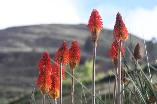 kniphofia (Kniphofia uvaria), photograph