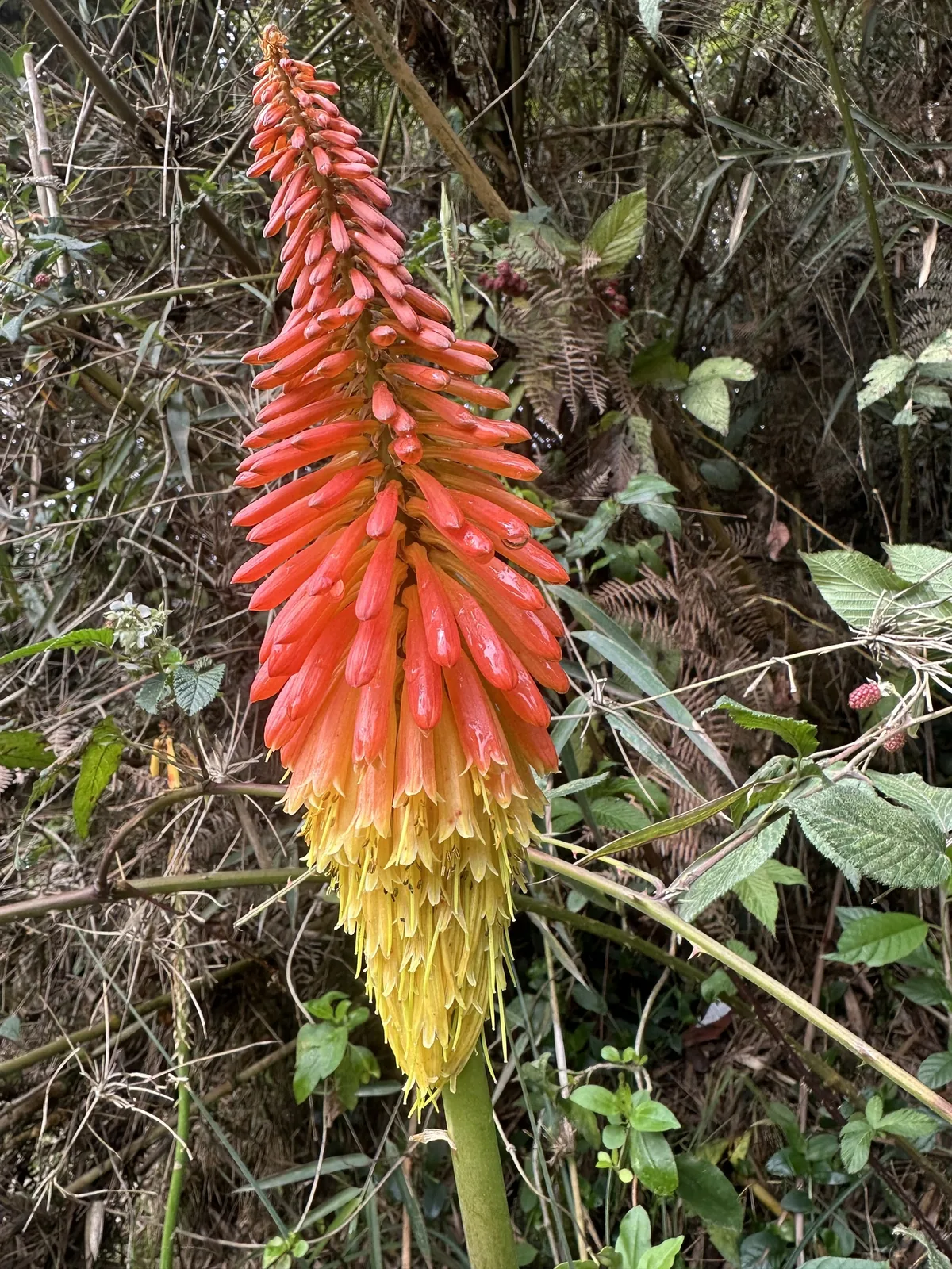 kniphofia (Kniphofia uvaria), photograph