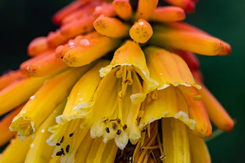 Photo: (c) magriet b, some rights reserved · CC BY-SA · via iNaturalist kniphofia (Kniphofia uvaria), photograph