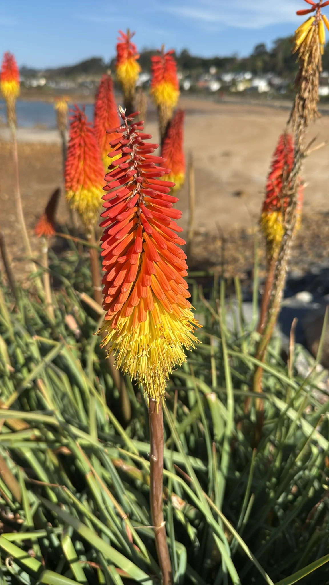 kniphofia (Kniphofia uvaria), photograph