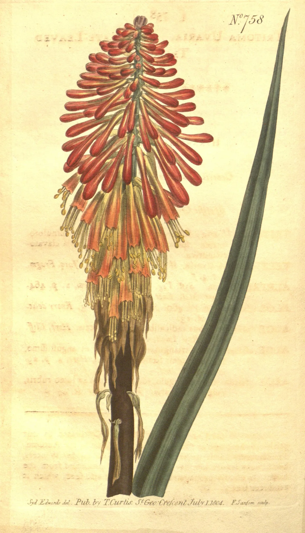 kniphofia (Kniphofia uvaria), botanical illustration