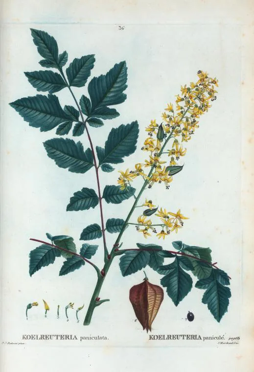 Golden Rain Tree (Koelreuteria paniculata), botanical illustration