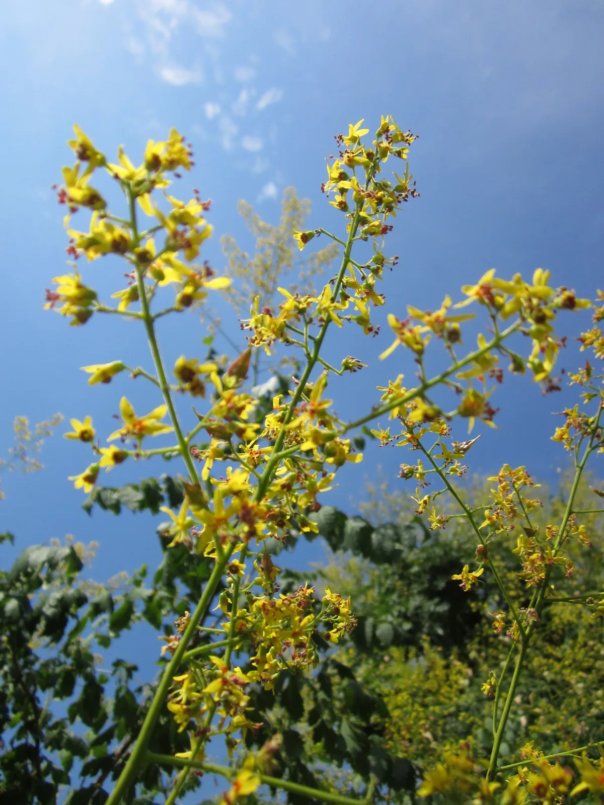 Photo: AnRo0002 · CC0 · via Wikimedia Commons golden rain tree (Koelreuteria paniculata), photograph