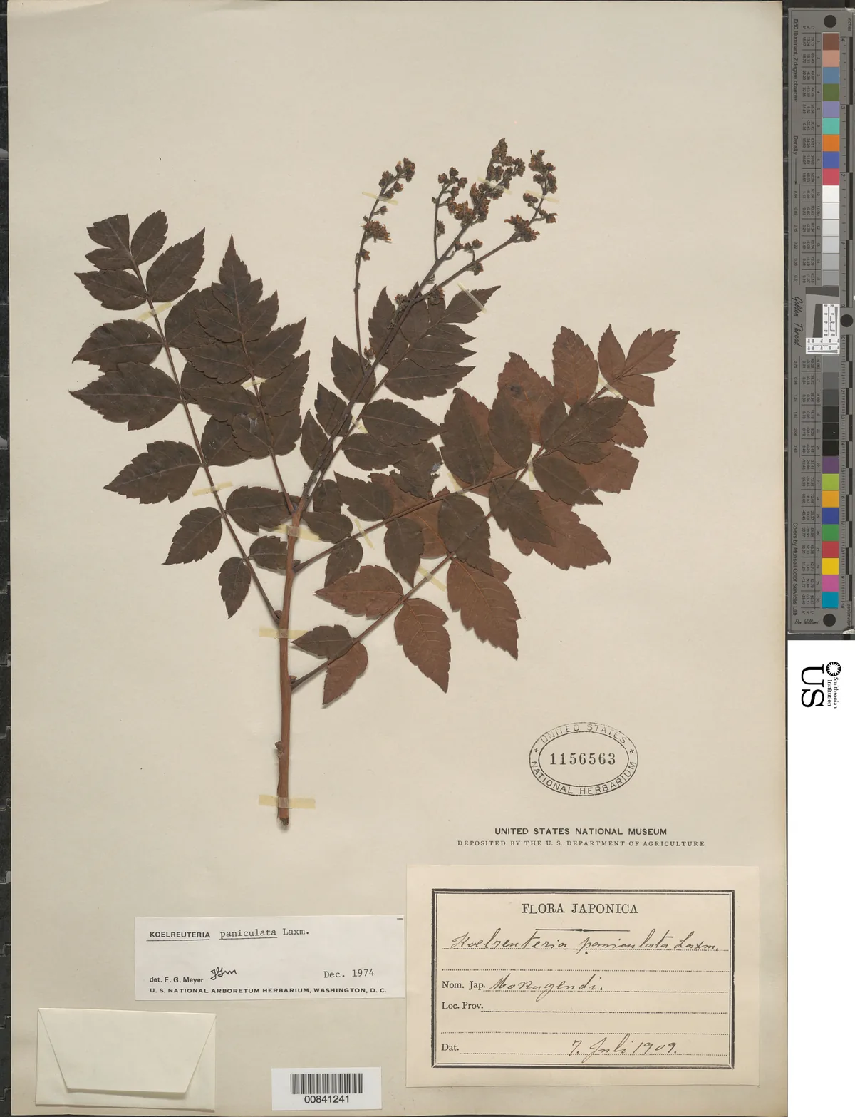 Golden Rain Tree (Koelreuteria paniculata), photograph