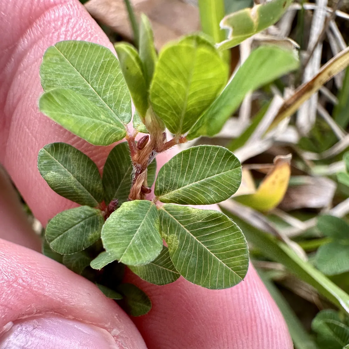 annual lespedeza (Kummerowia striata), photograph