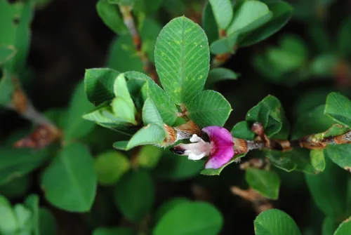 annual lespedeza (Kummerowia striata), photograph
