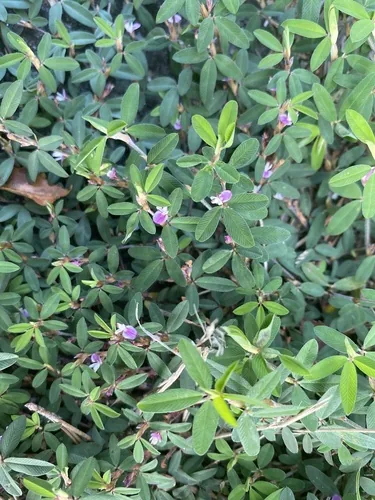 Photo: no rights reserved · CC0 · via iNaturalist annual lespedeza (Kummerowia striata), photograph