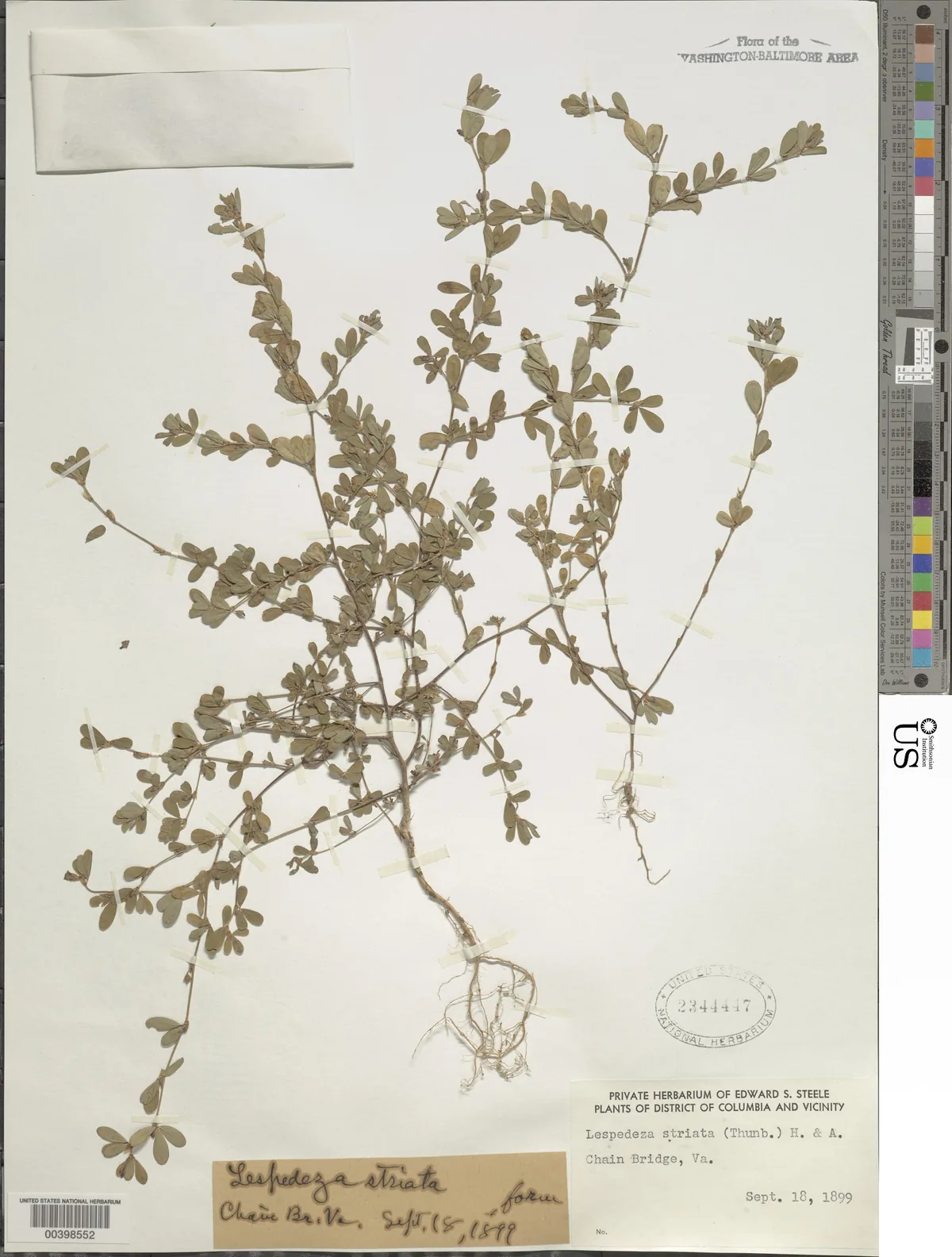 annual lespedeza (Kummerowia striata), photograph