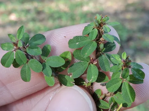 annual lespedeza (Kummerowia striata), photograph