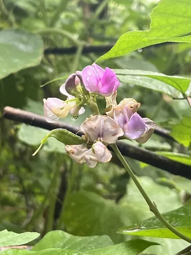 Lablab (Lablab purpureus), photograph
