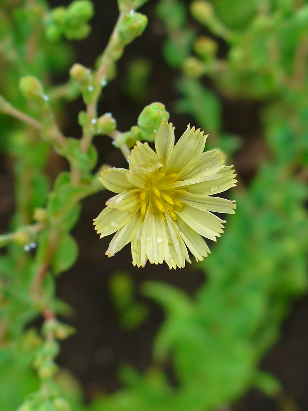 Photo: H. Zell · CC BY-SA 3.0 · via Wikimedia Lettuce (Lactuca sativa), photograph
