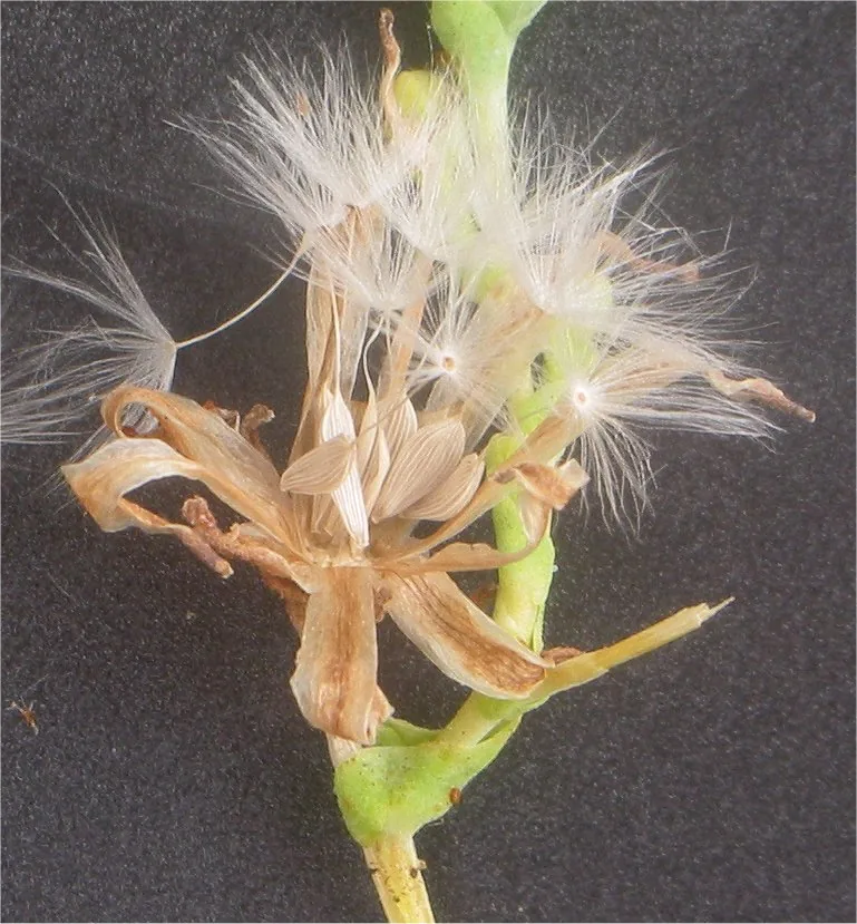 Lettuce (Lactuca sativa), photograph