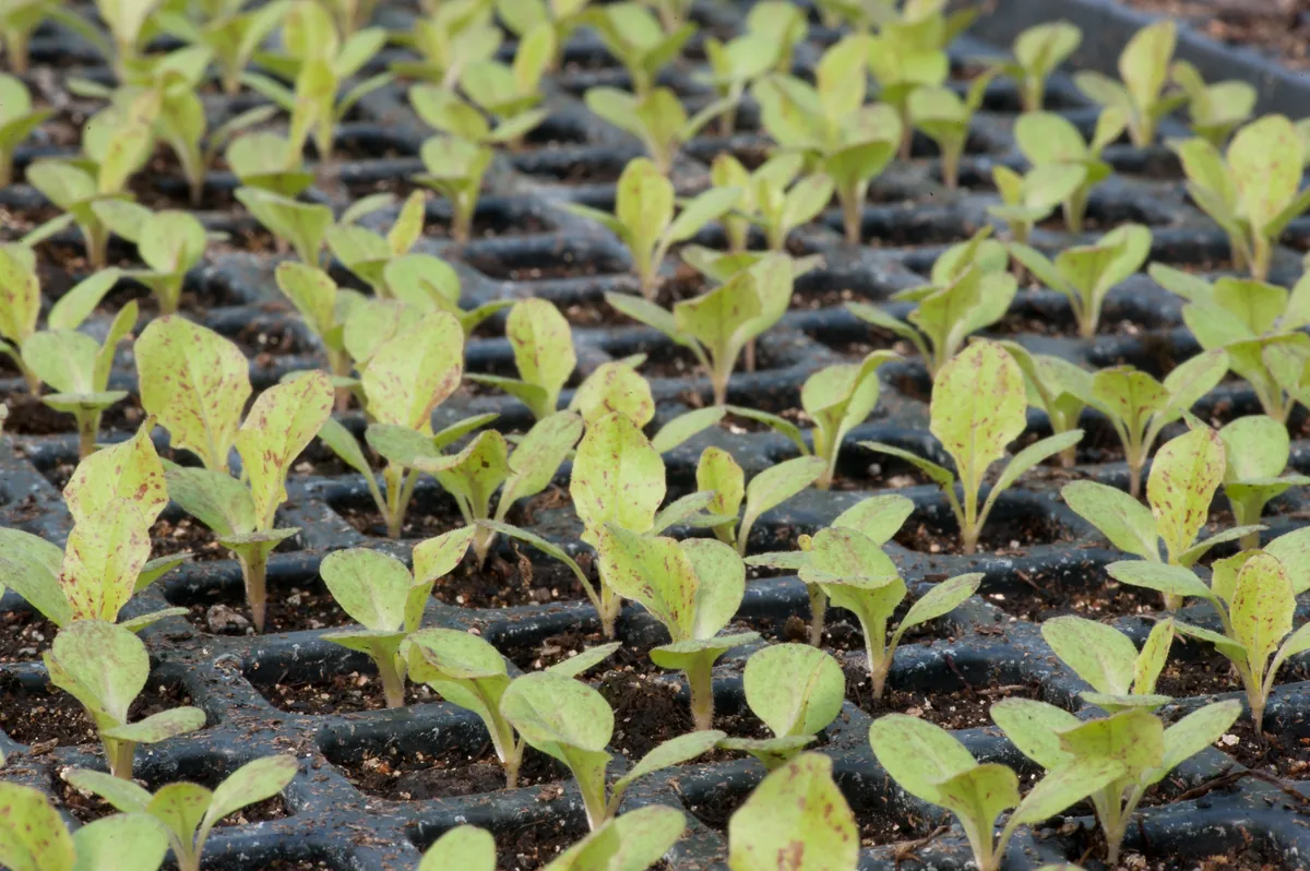 Lettuce (Lactuca sativa), photograph