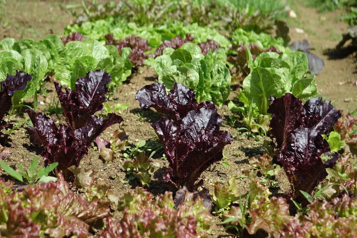 Photo: 최광모 (Choe Kwangmo) · CC0 · via Wikimedia Commons lettuce (Lactuca sativa), photograph