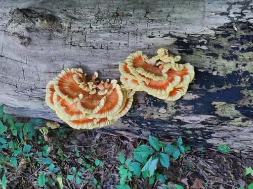 Chicken Of The Woods (Laetiporus sulphureus), photograph