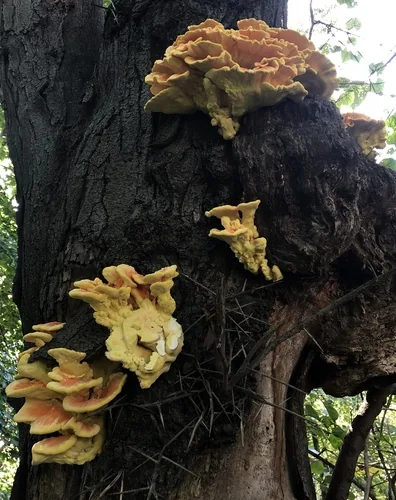 Photo: no rights reserved · CC0 · via iNaturalist chicken of the woods, photograph