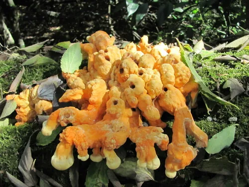 Photo: (c) zebedeugalinha, some rights reserved (CC BY) · cc-by · via iNaturalist Chicken Of The Woods (Laetiporus sulphureus), photograph