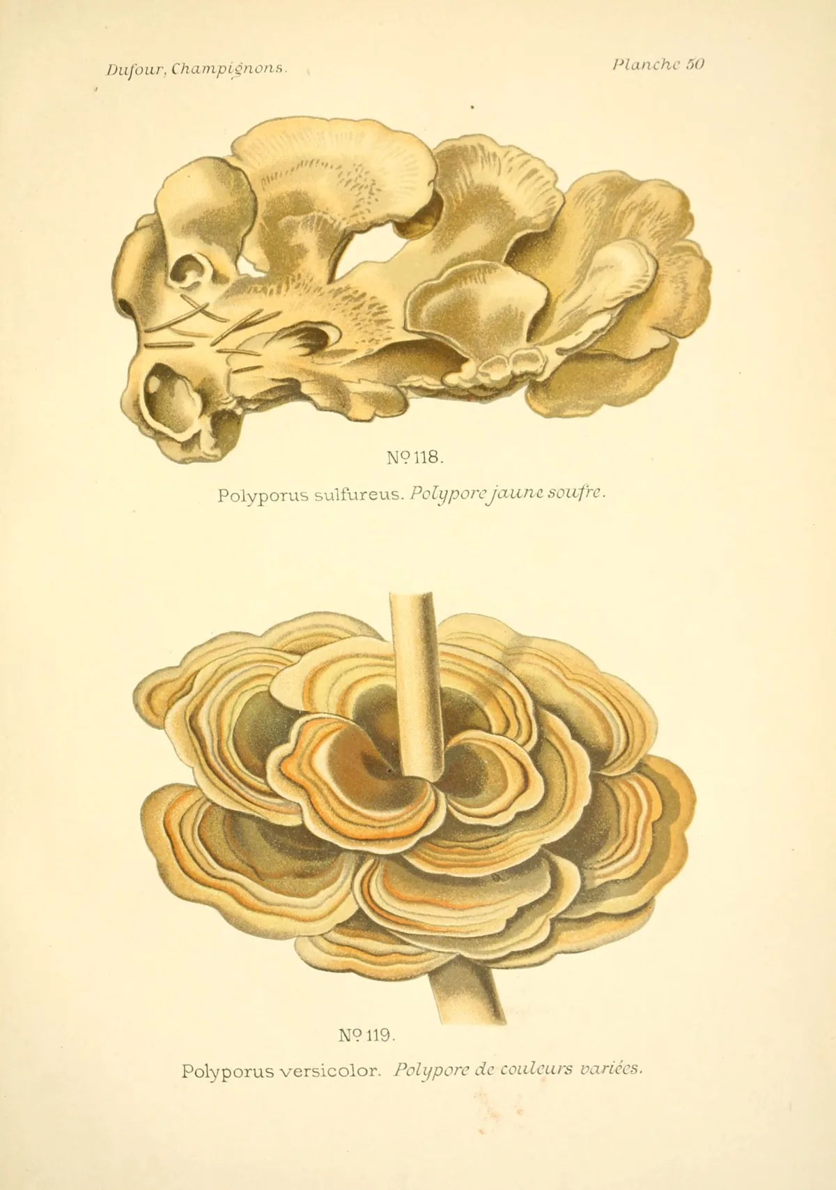 Chicken Of The Woods (Laetiporus sulphureus), botanical illustration