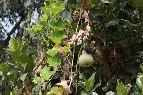 calabash (Lagenaria siceraria), photograph