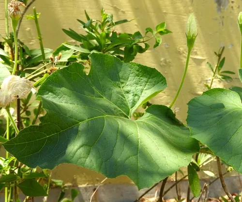 Calabash (Lagenaria siceraria), photograph