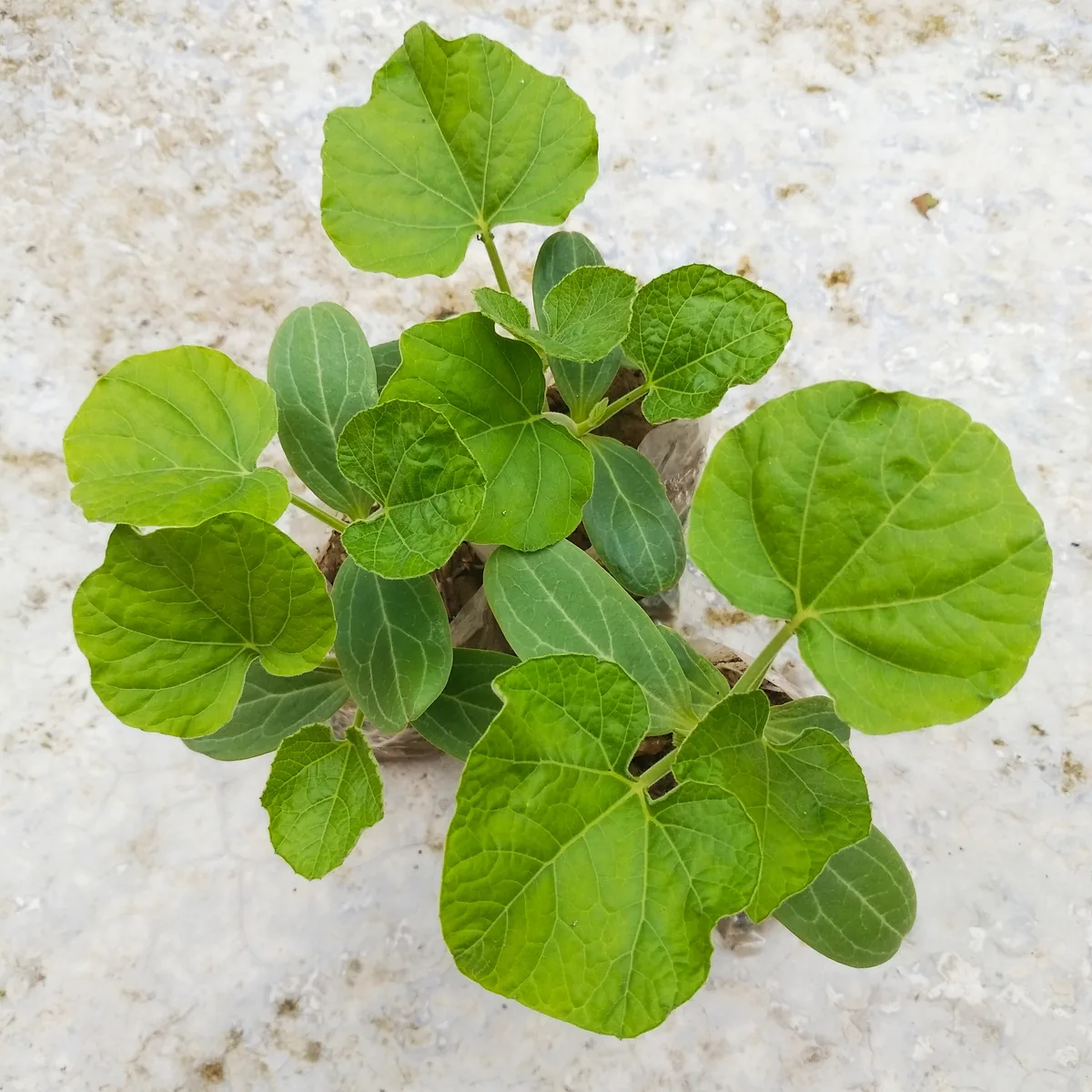 Calabash (Lagenaria siceraria), photograph