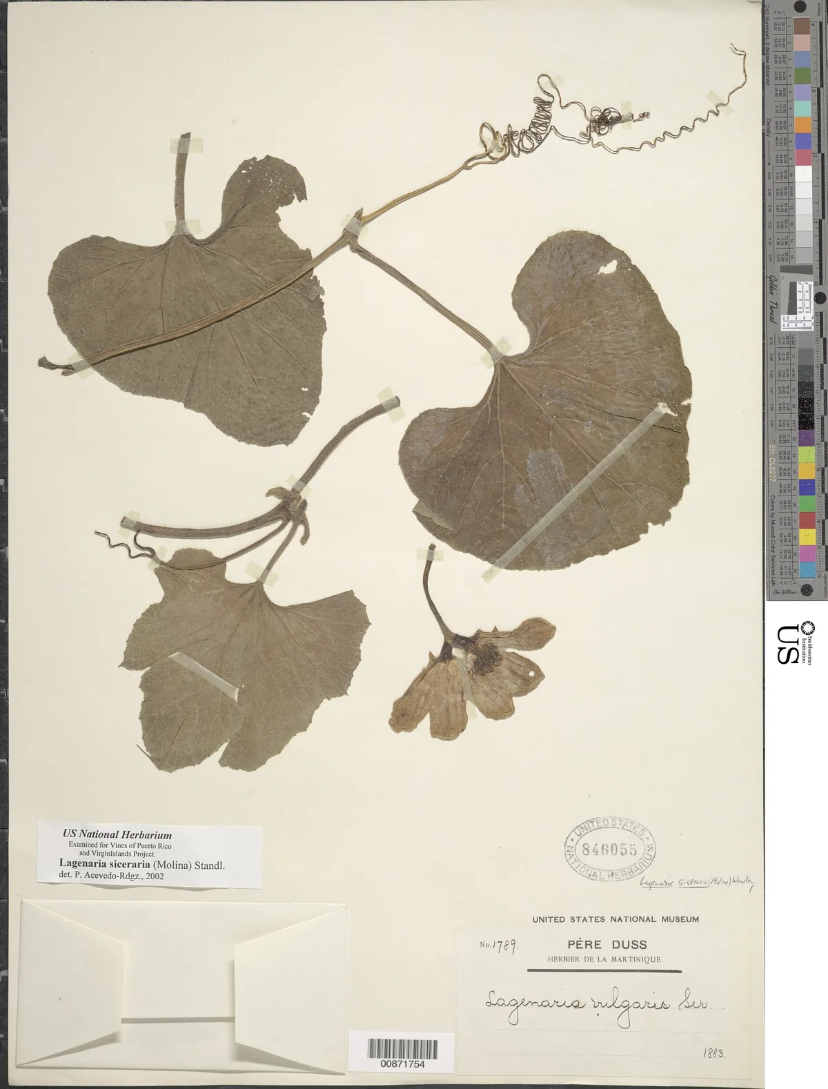 Calabash (Lagenaria siceraria), photograph