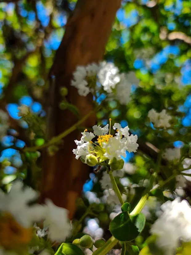 crape myrtle (Lagerstroemia indica), photograph
