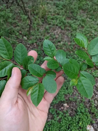 crape myrtle (Lagerstroemia indica), photograph