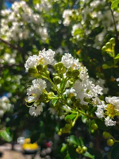 crape myrtle (Lagerstroemia indica), photograph