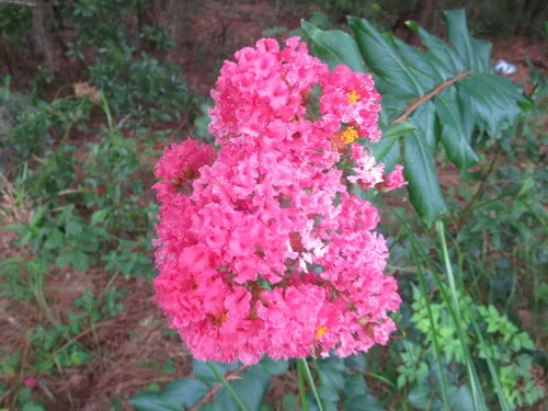 Photo: no rights reserved · cc0 · via iNaturalist Crape Myrtle, photograph