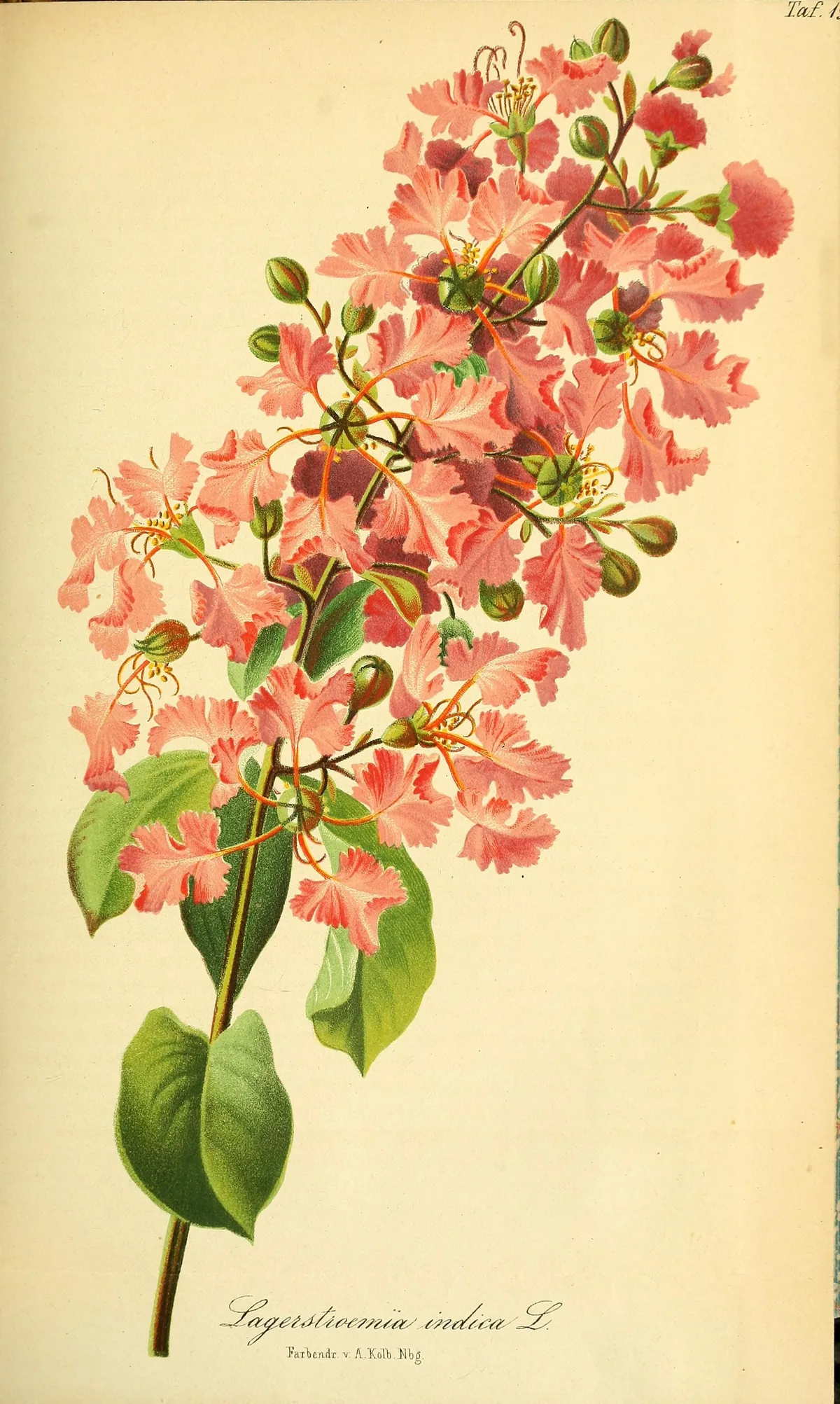 crape myrtle (Lagerstroemia indica), botanical illustration