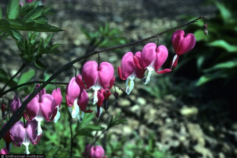 bleeding heart (Lamprocapnos spectabilis), photograph