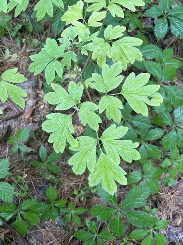 bleeding heart (Lamprocapnos spectabilis), photograph