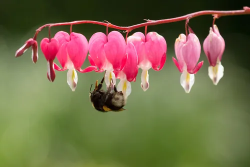 Photo: (c) Thierry Arbault, some rights reserved · CC BY · via iNaturalist bleeding heart (Lamprocapnos spectabilis), photograph