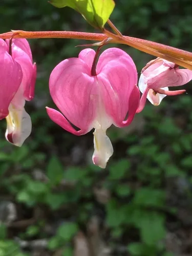 bleeding heart (Lamprocapnos spectabilis), photograph