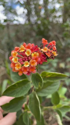 lantana (Lantana camara), photograph