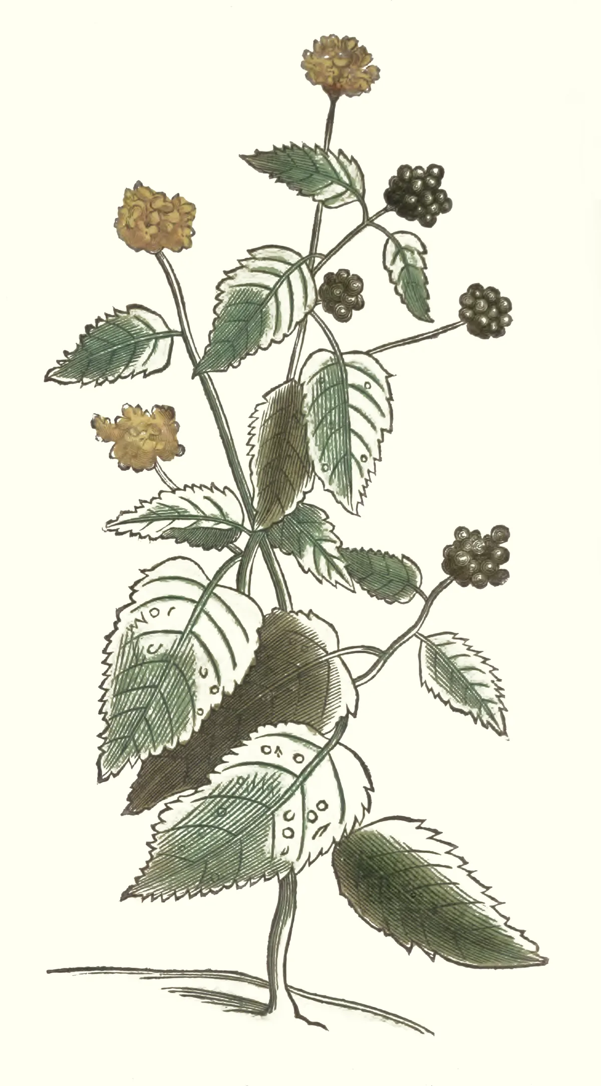 lantana (Lantana camara), botanical illustration