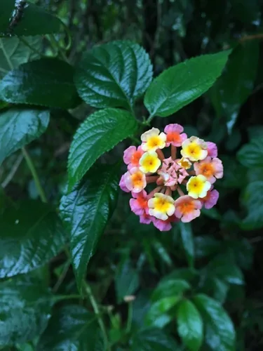 Photo: (c) Matt Berger, some rights reserved (CC BY) · cc-by · via iNaturalist Lantana, photograph