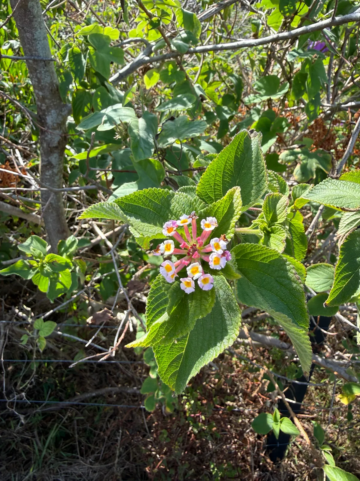 lantana (Lantana camara), photograph