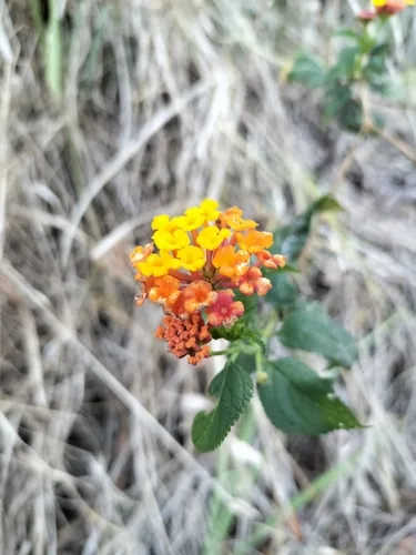 lantana (Lantana camara), photograph