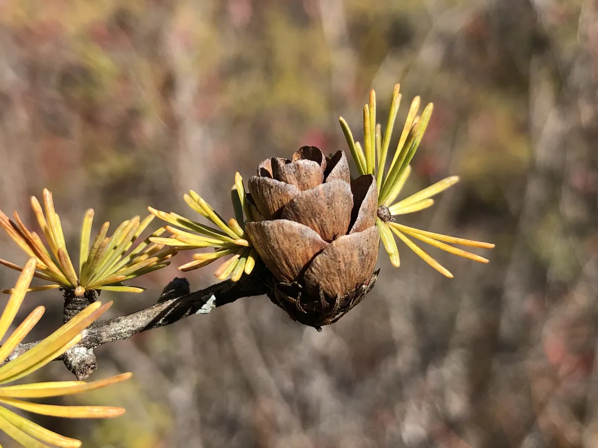 Tamarack (Larix laricina), photograph