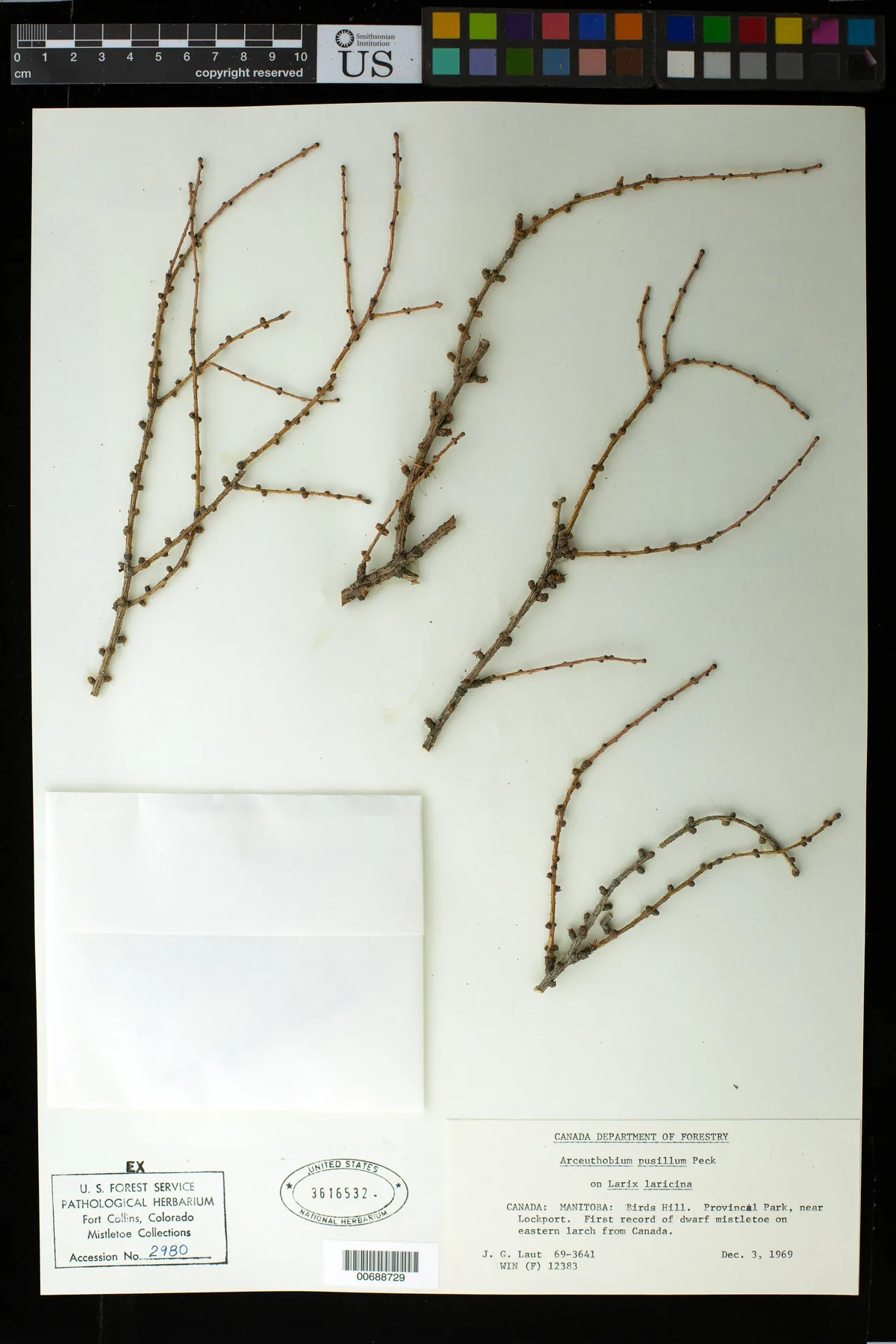 Tamarack (Larix laricina), photograph