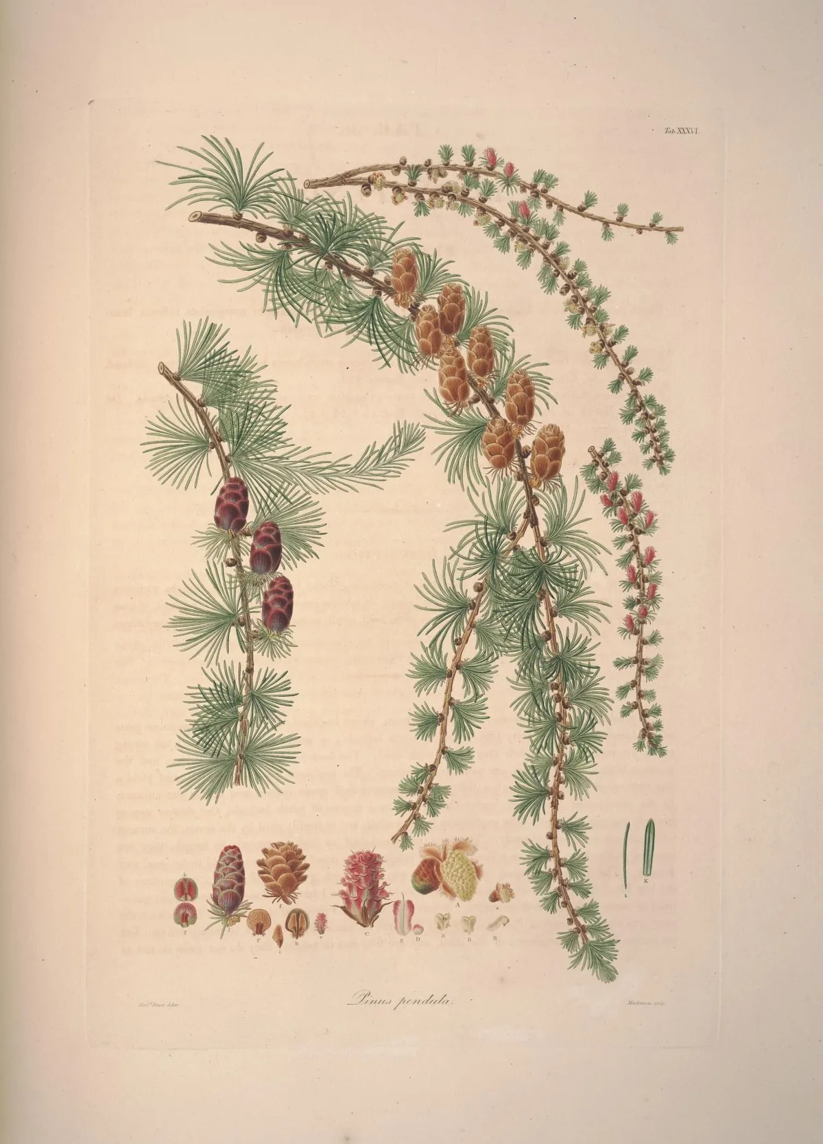 Tamarack (Larix laricina), botanical illustration